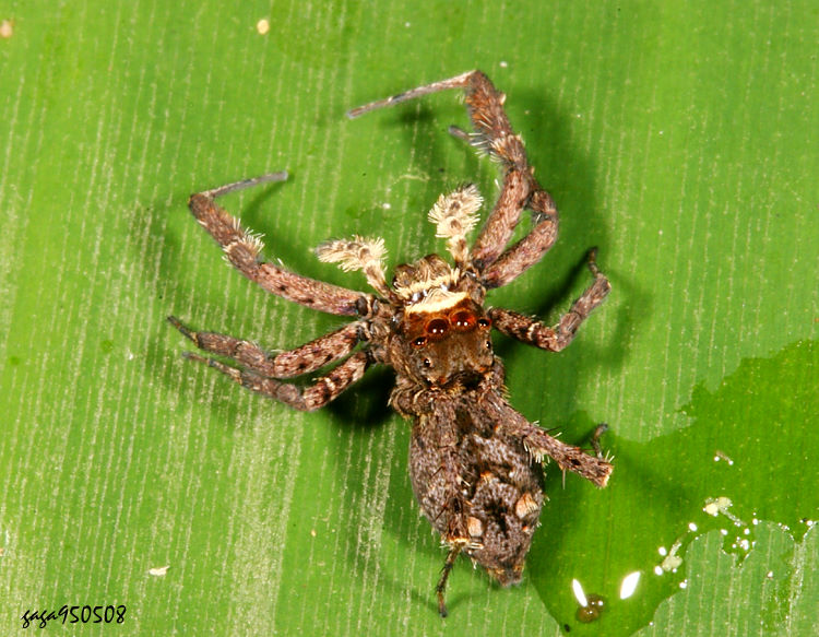 OWյ Portia taiwanica