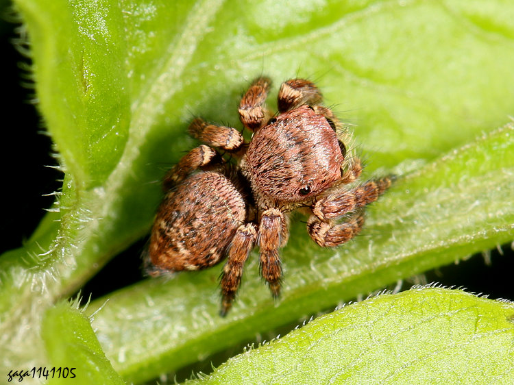 白斑貓跳蛛 Carrhotus viduus  