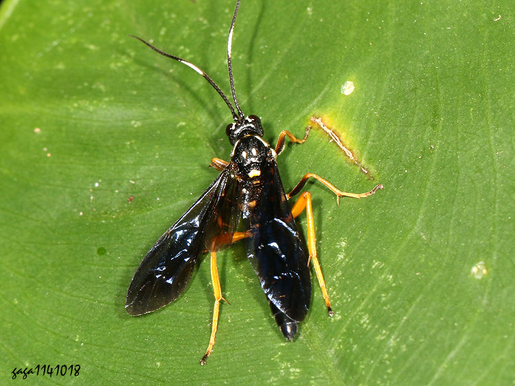 姬蜂亞科 Ichneumoninae 