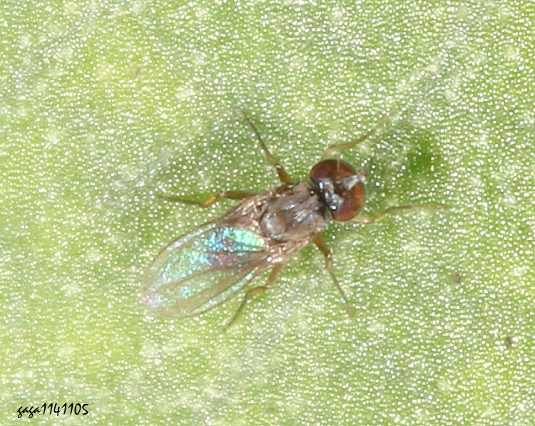 金黃長足虻屬 Chrysotus &nbsp;sp. 