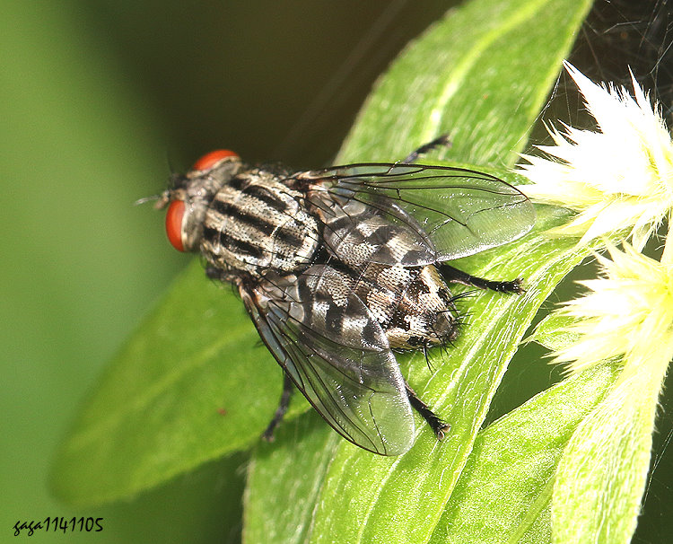 肉蠅屬 Sarcophaga sp. 