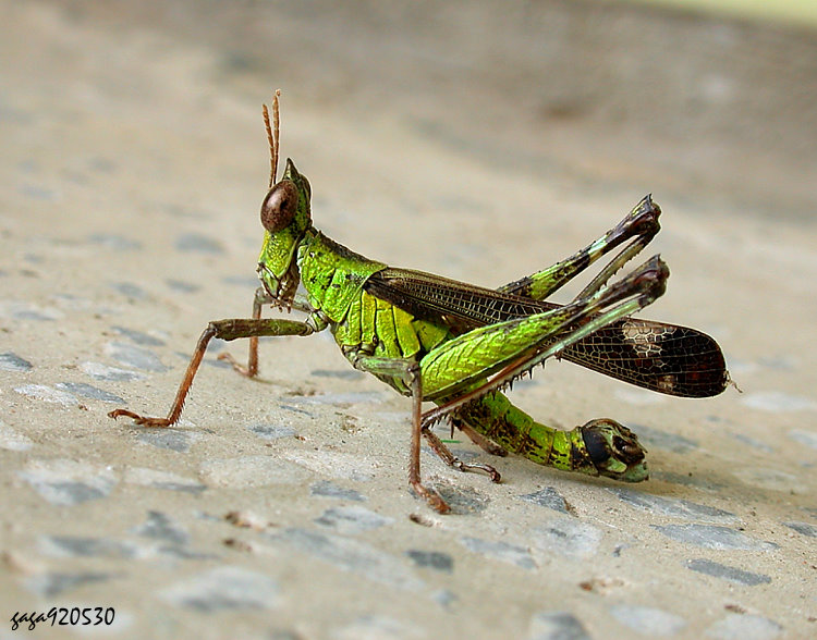𲴽 Erianthella formosana 