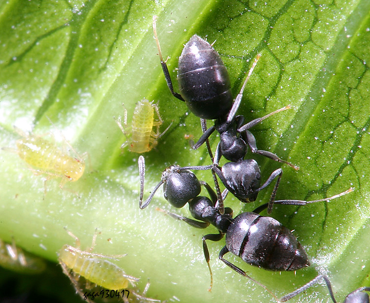 ը[ Technomyrmex albipes 