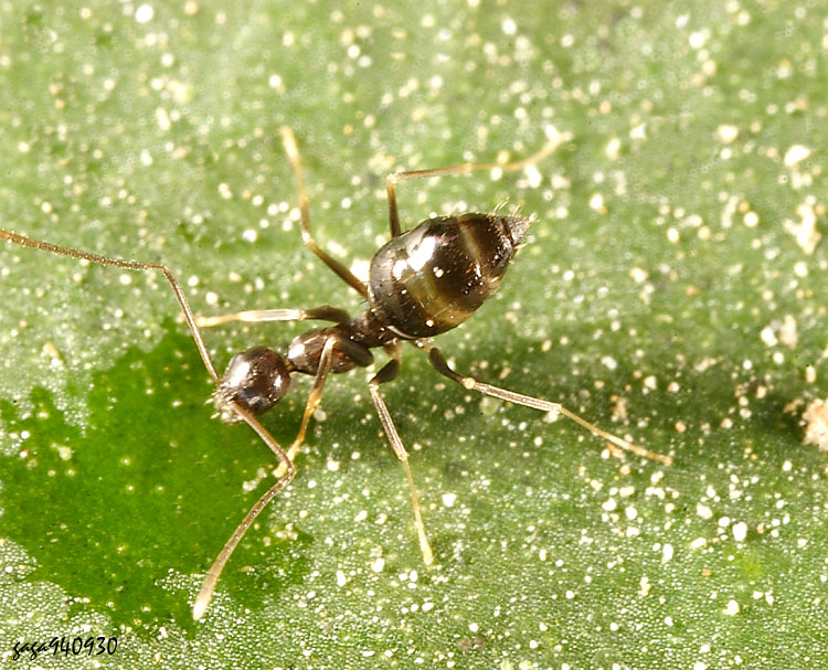 ը[ Technomyrmex albipes 