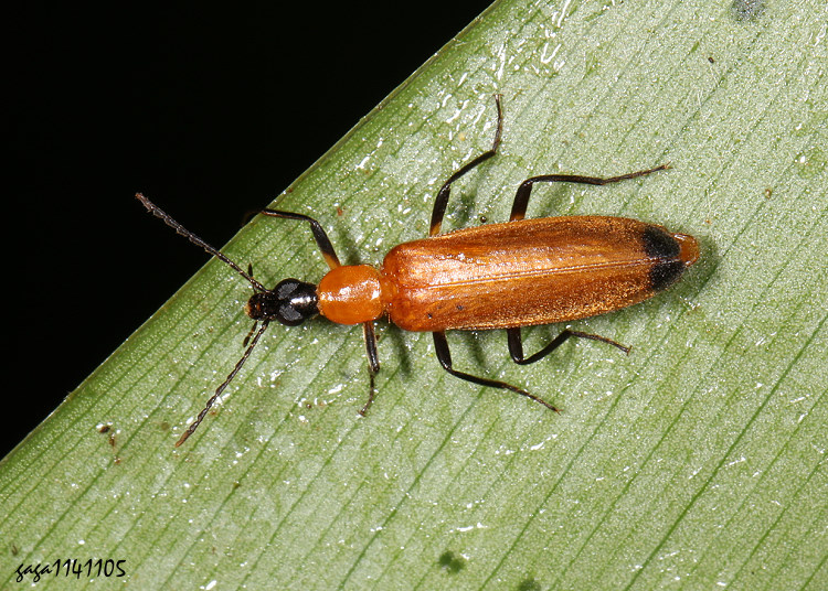 燼伊細花螢 Idgia deusta