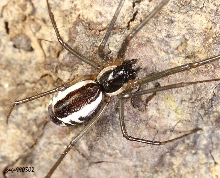 原皿蛛屬 Turinyphia sp.