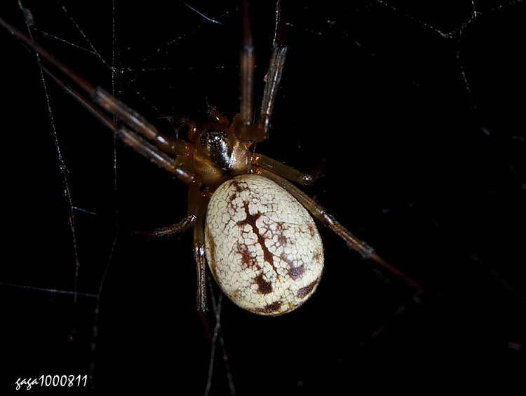 ´s׵ Neolinyphia nigripectoris 