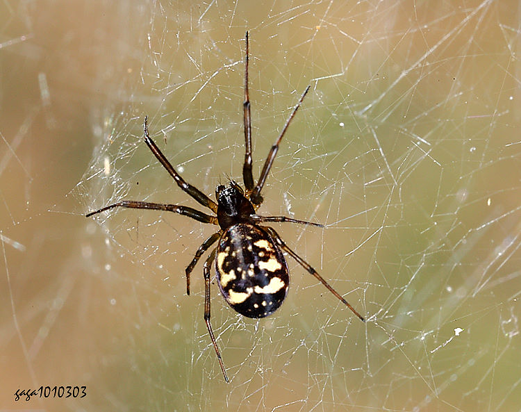 �Ŧ�\�׵� Neriene fusca