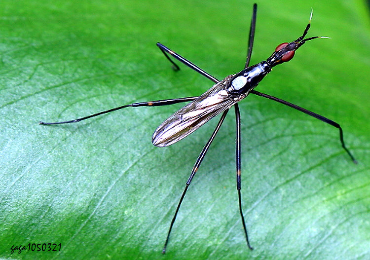 Ħ}Gymnonerius fuscus 