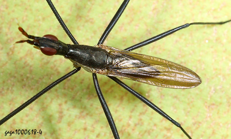 r} Gymnonerius  sp.    