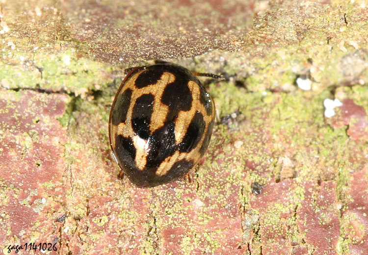 球擬步行蟲屬 Derispia  sp.