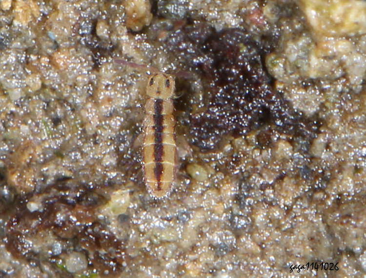 `ά Isotomurus sp.