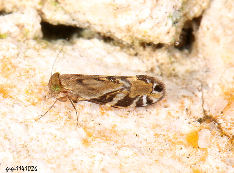  Stigmatopathus sp.