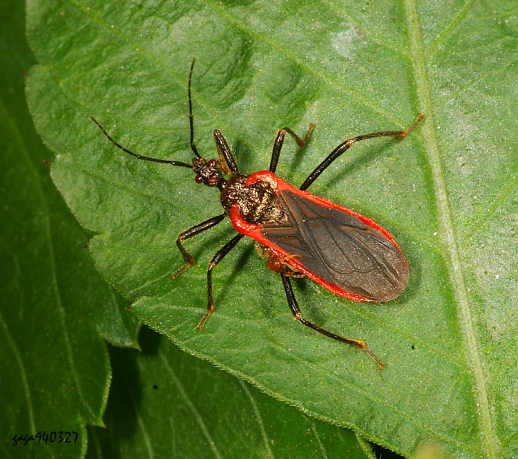 Fy϶H Tamaonia pilosa