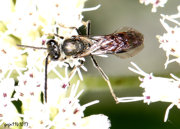 淡脈隧蜂屬 Lasioglossum sp.   