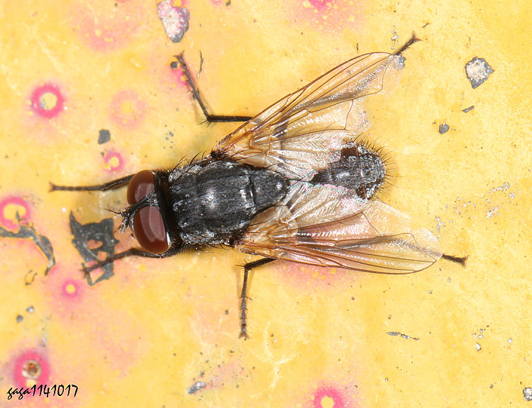 �a���� Musca&nbsp; sp.