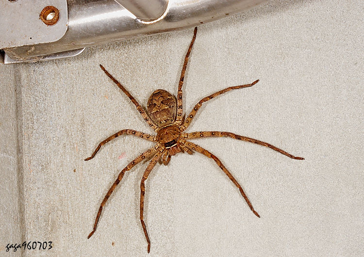 B} Heteropoda venatoria 