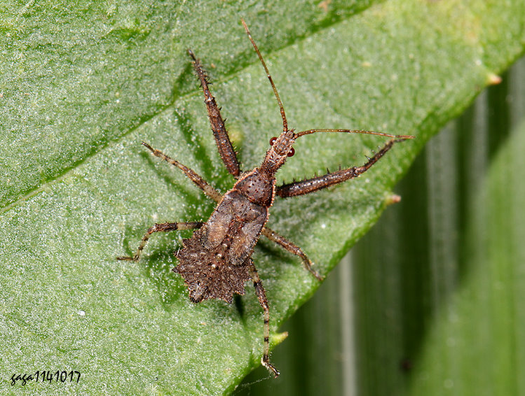 uy蝽ȬHarpactorinae