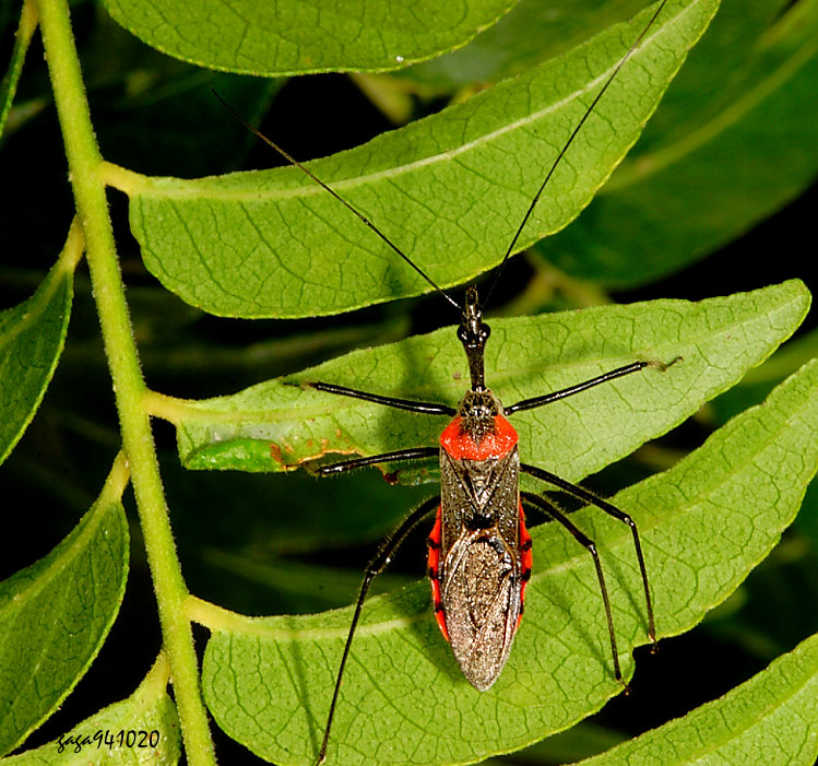 pRy϶H Sycanus minor