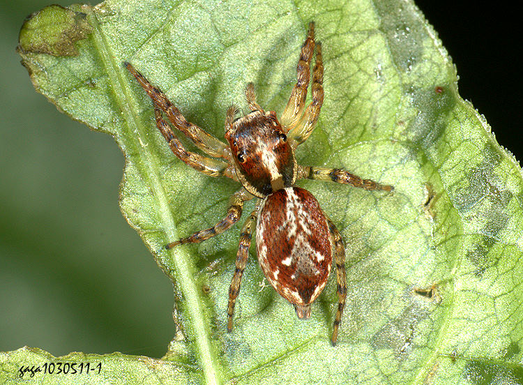 �������� Yaginumaella striatipes 