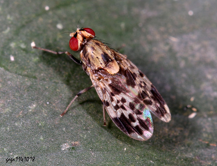 㿥 Cestrotus flavoscutellatus 