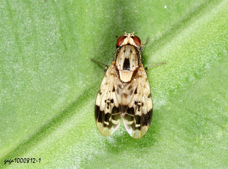�ݯͿ��� Cestrotus apicalis