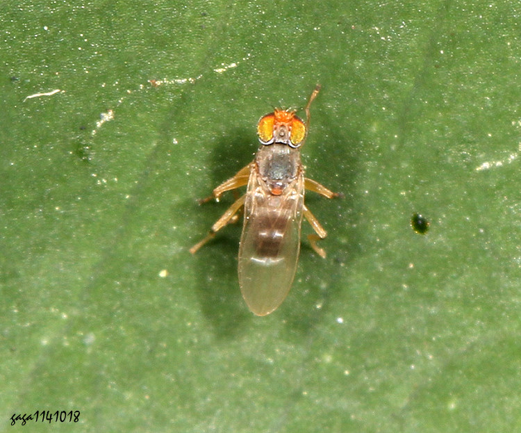 aF} Stenomicra fascipennis