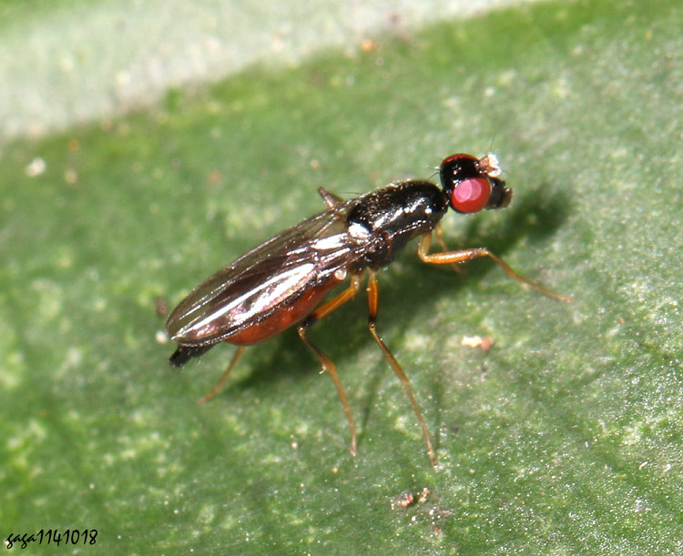  Strongylophthalmyia crinita crinita