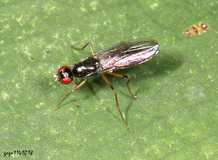 長髮大眼蠅 Strongylophthalmyia crinita crinita