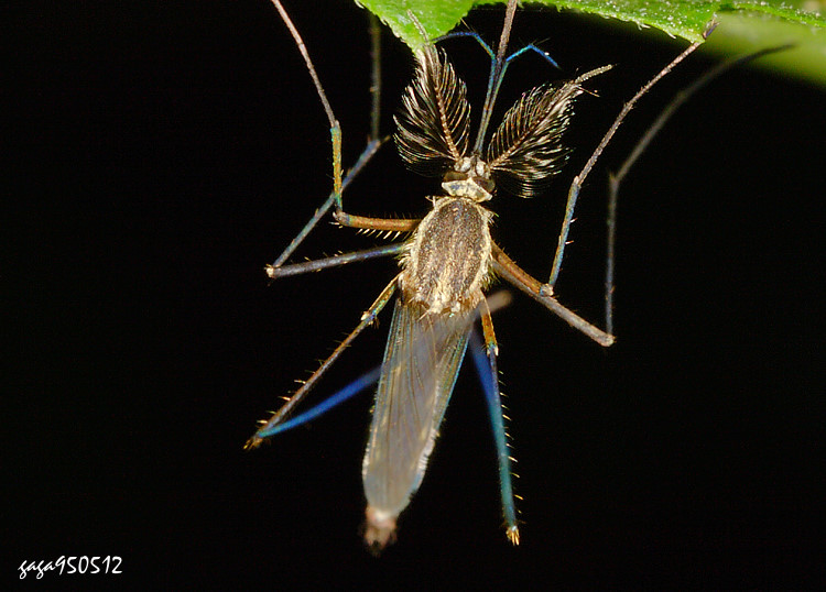 ոOA Armigeres subalbatus