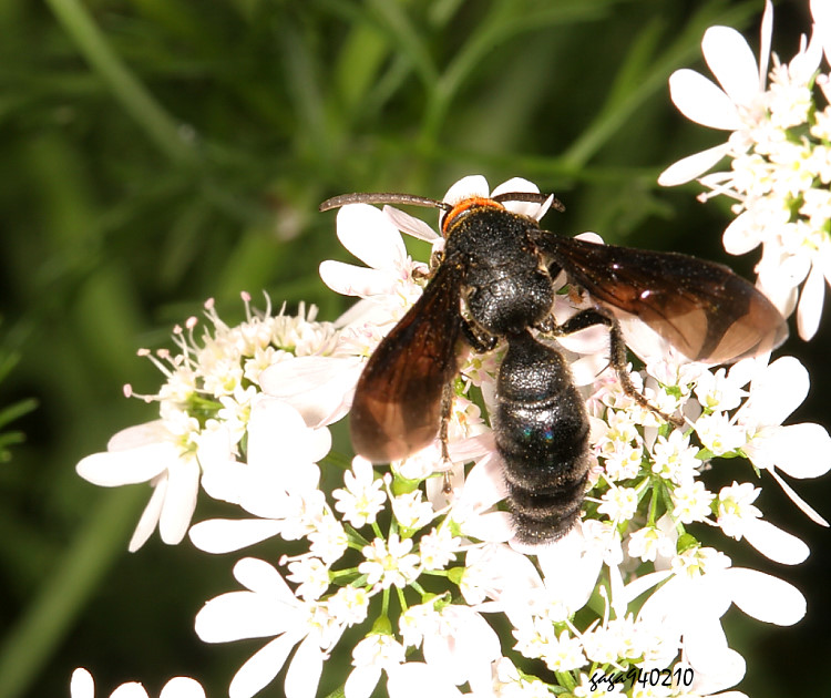 土蜂屬 Scolia sp.  