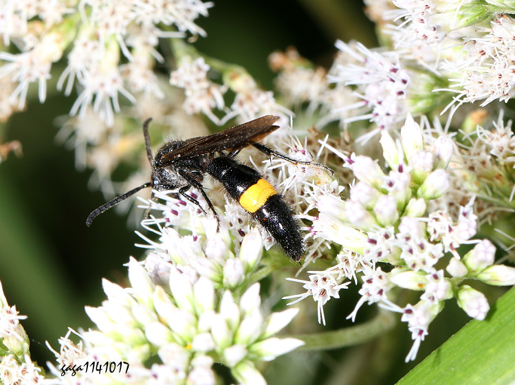 土蜂屬 Scolia sp.