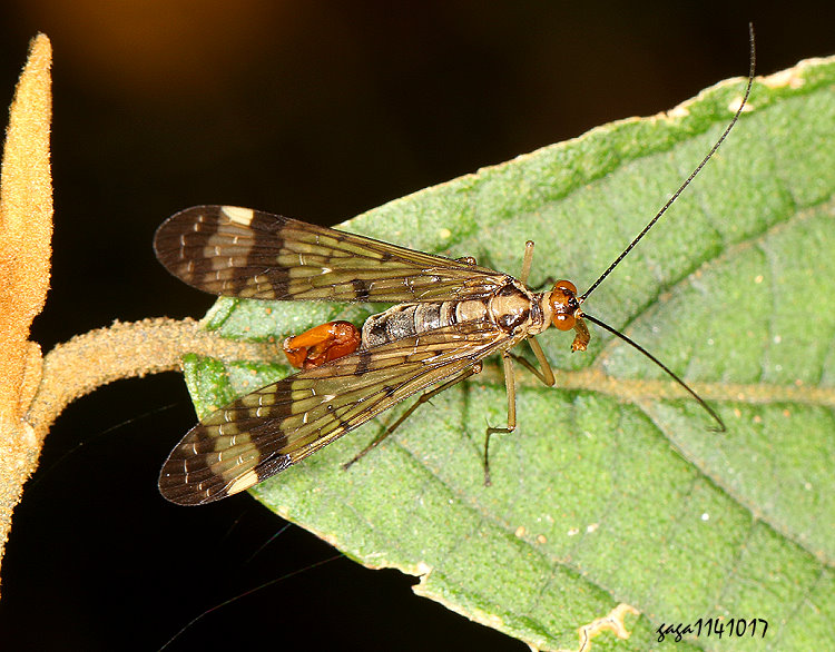 ���ȳM Panorpa deceptor 