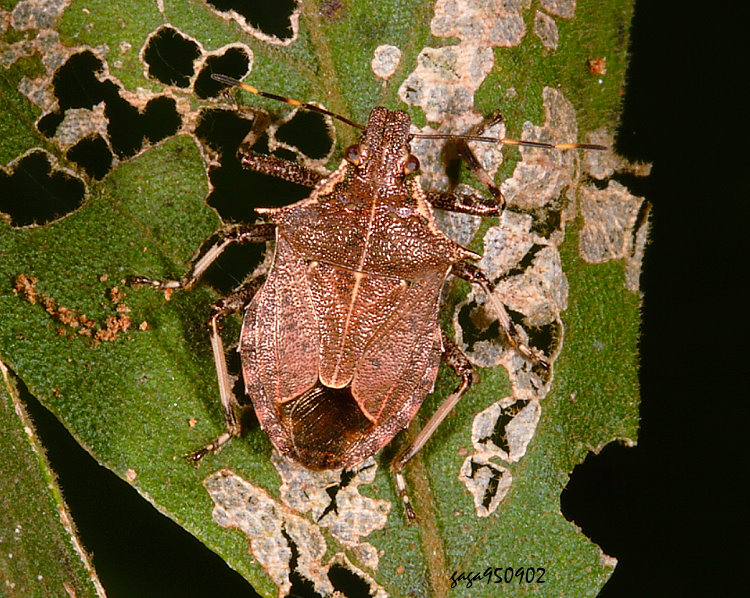 綠點益椿 Picromerus viridipunctatus