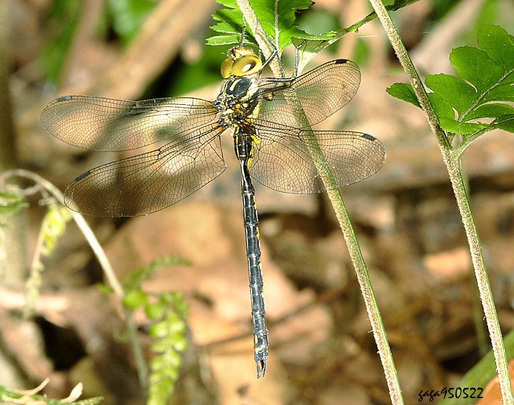 Wh˸ Periaeschna magdalena