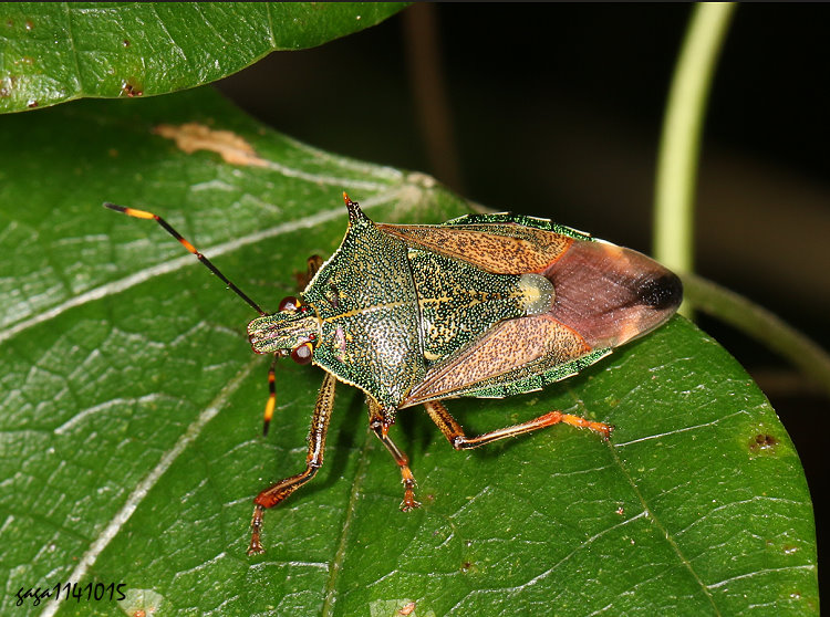 xWF϶H Eocanthecona formosa 