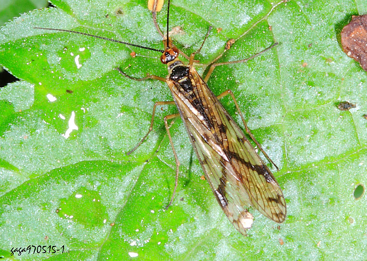 ���o�ȳM Panorpa peterseana