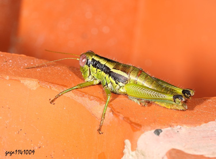 蹦蝗屬 Sinopodisma  sp.