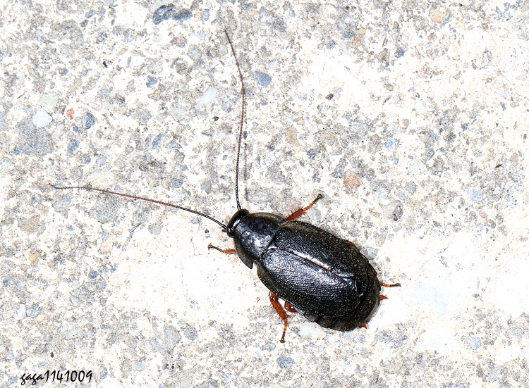 t Diploptera nigrescens