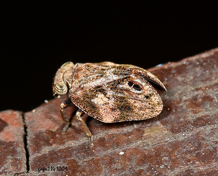 Neokodaiana chihpenensis 