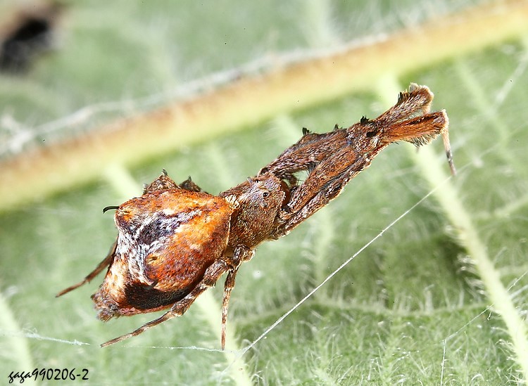 蟱Uloborus formosanus 