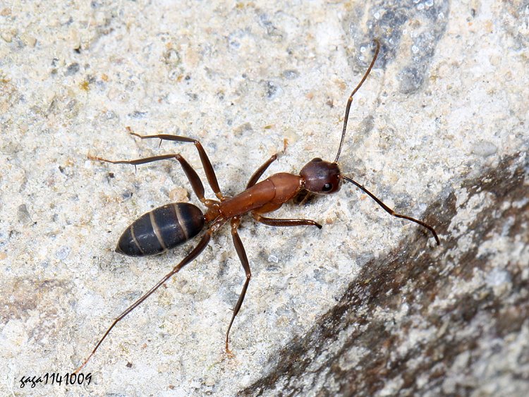 s Camponotus  sp.