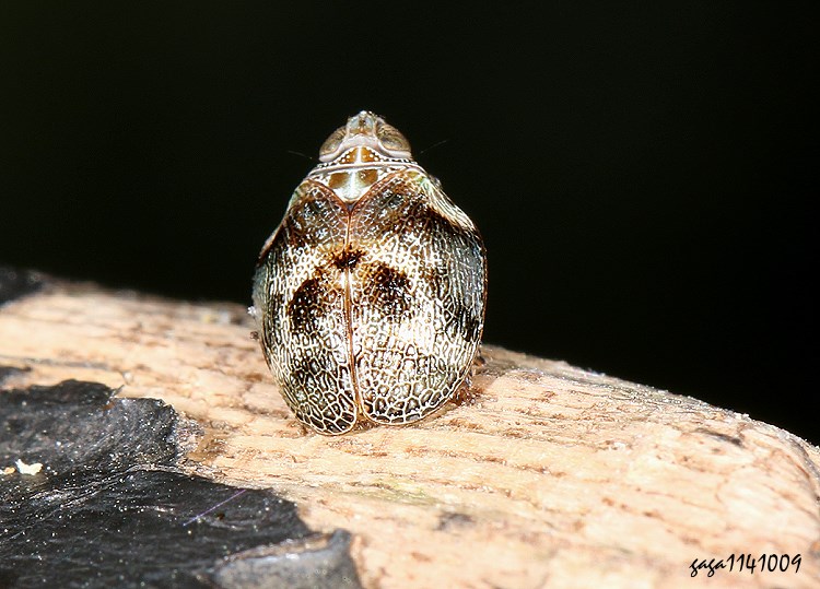 Bꭸ Gergithoides  sp. 