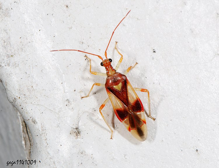 ܰҪ Mansoniella formosana