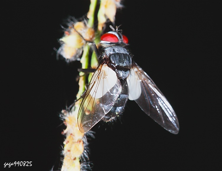  Calyptromyia barbata