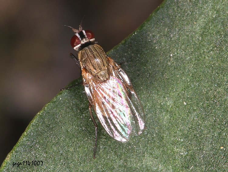 ؤ~ Atherigona reversura