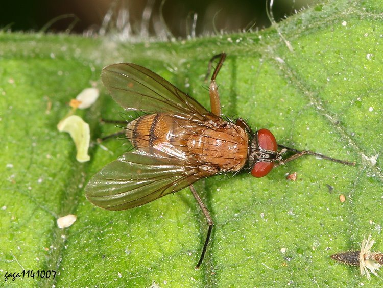 aǬ Muscidae