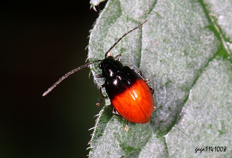 hܪê Neochya nitidissima