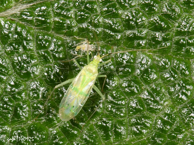 平盲椿屬 Zanchius sp. 