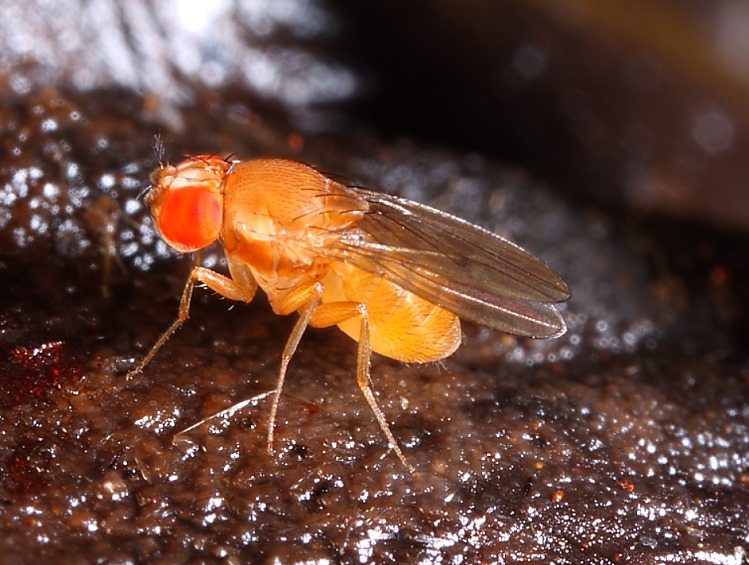 G Drosophila  sp. 